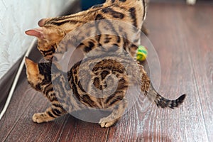 Two bengal kitty cats playing with a toy on the floor at home