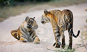 Two Bengal tiger lying on the road in the jungle. India. Bandhavgarh National Park. Madhya Pradesh.