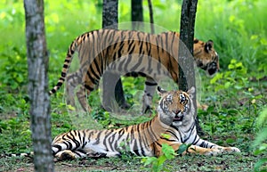 Two Bengal tigers