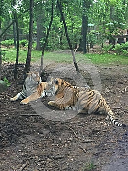 Two Bengal Tigers playing together under a small tree in the forest