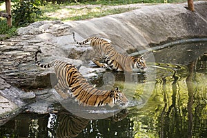 Two bengal tigers walking
