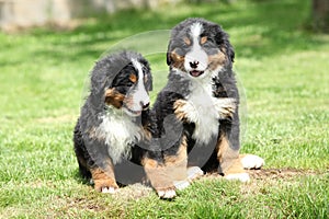 Due montagna il cane cuccioli giardino 