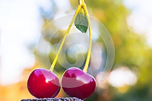 Two berries of a cherry on one branch