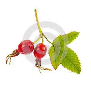 Two berries ripe rose hips on a branch with leaves