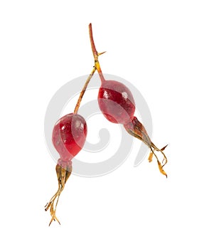 Two berries ripe rose hips isolated on white