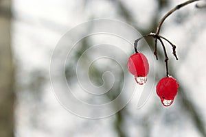 Two berries of viburnum with frozen drops of water. Winter tricks