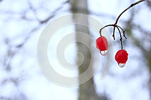 Two berries of viburnum with frozen drops of water. Winter tricks