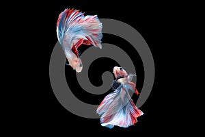 Two betta siamese fighting fish Double tail grizzle in blue white red color