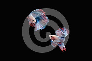 Two betta siamese fighting fish Double tail grizzle in blue white red color