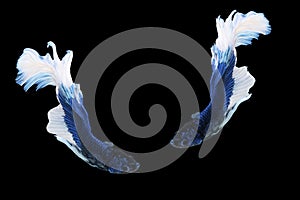 Two betta splendens fighting fish Thailand on isolated black background. The moving moment beautiful of blue&white Siamese
