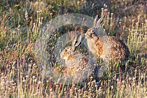 Two beuatilful rabbits eats in the warm evening sun.