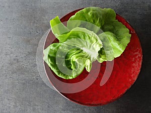 Bibb Lettuce Leaves on a Round Red Ceramic Plate against a Gray Background photo