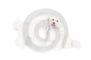 Two Bichon Frise dogs isolated on white background