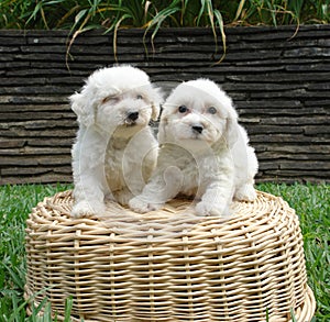 Two Bichon frise puppies