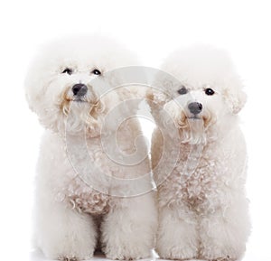 Two bichon frise puppy dogs standing photo