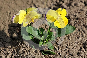 Two bicolor Wild pansy or Viola tricolor small wild flowers with dark blue and yellow petals surrounded with dark green leaves and