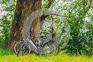 two bicycles lean against a tree in a city park