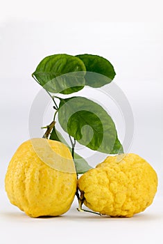 Two big amalfi cedars isolated on white