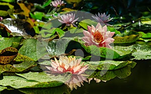 Two big amazing bright pink water lilies, lotus flowers Perry`s Orange Sunset in pond with other nympheas