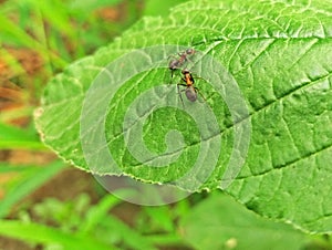 Two big ants on a green leaf