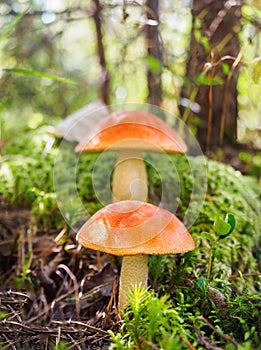 Two big aspen mushrooms in a forest in autumn. Forest mushroom picking season. Red-capped scaber stalk. Edible boletes