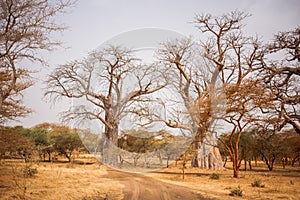 Two Big Baobabs on sandy land. Wild life in Safari. Baobab and bush jungles in Senegal, Africa. Bandia Reserve. Hot, dry climate