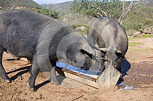 Two big black Iberian pigs drinking milk. Sunny day in Seville, Spain