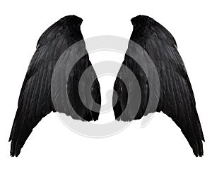 Two big black raven wings with big feathers isolated on white background