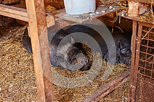 Two big black Vietnamese pigs sleeping on straw in an open barn