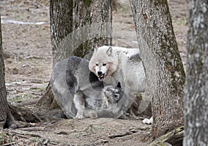 Two big Black wolves playing in the forest in Canada