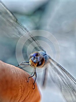 two big blue dragonfly eyes