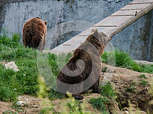 Two big brown bears playng in the back yard