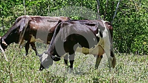 Two big brown and white domestic milk cows eat fresh grass at green pasture