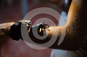 Giant black Bugs on the mans hand in the light of the lamp photo