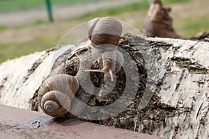 Two big Burgundy snails Helix, Roman snail, edible snail, escar