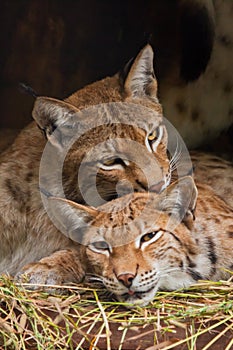 Two big cats, bobcats,probably male and female calmly resting on each other, caressing each other, dark background