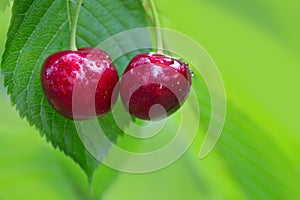 Two big cherries hanging on a tree branch,close up