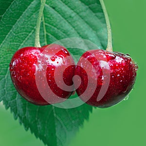 Two big cherries hanging on a tree branch,close up