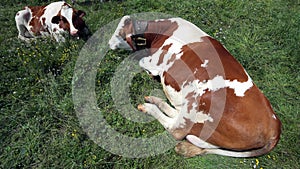 Two big cows grazing in the meadown in mountains