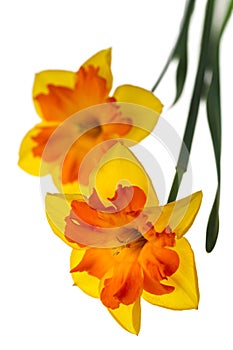 Two big daffodils isolated on the white background