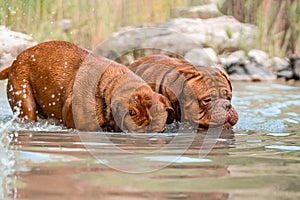 Two big dogs, Bordeaux Great Danes playing in the water