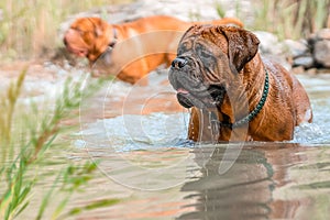 Two big dogs, Bordeaux Great Danes playing in the water