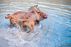 Two big dogs, Bordeaux Great Danes playing in the water