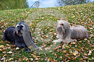 Two big dogs,  lying  in the meadow at a lake