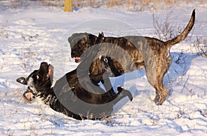 Two big dogs running in the snow