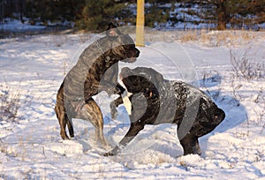 Two big dogs running in the snow