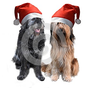 Two big dogs with santa claus hats