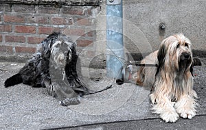 Two big dogs, tied to a lamp post, wait for their owners