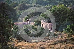 Two big eland antelopes in Addo National Park