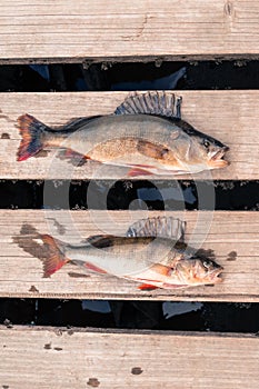 Two big fish (Perch) freshly caught on a wooden board